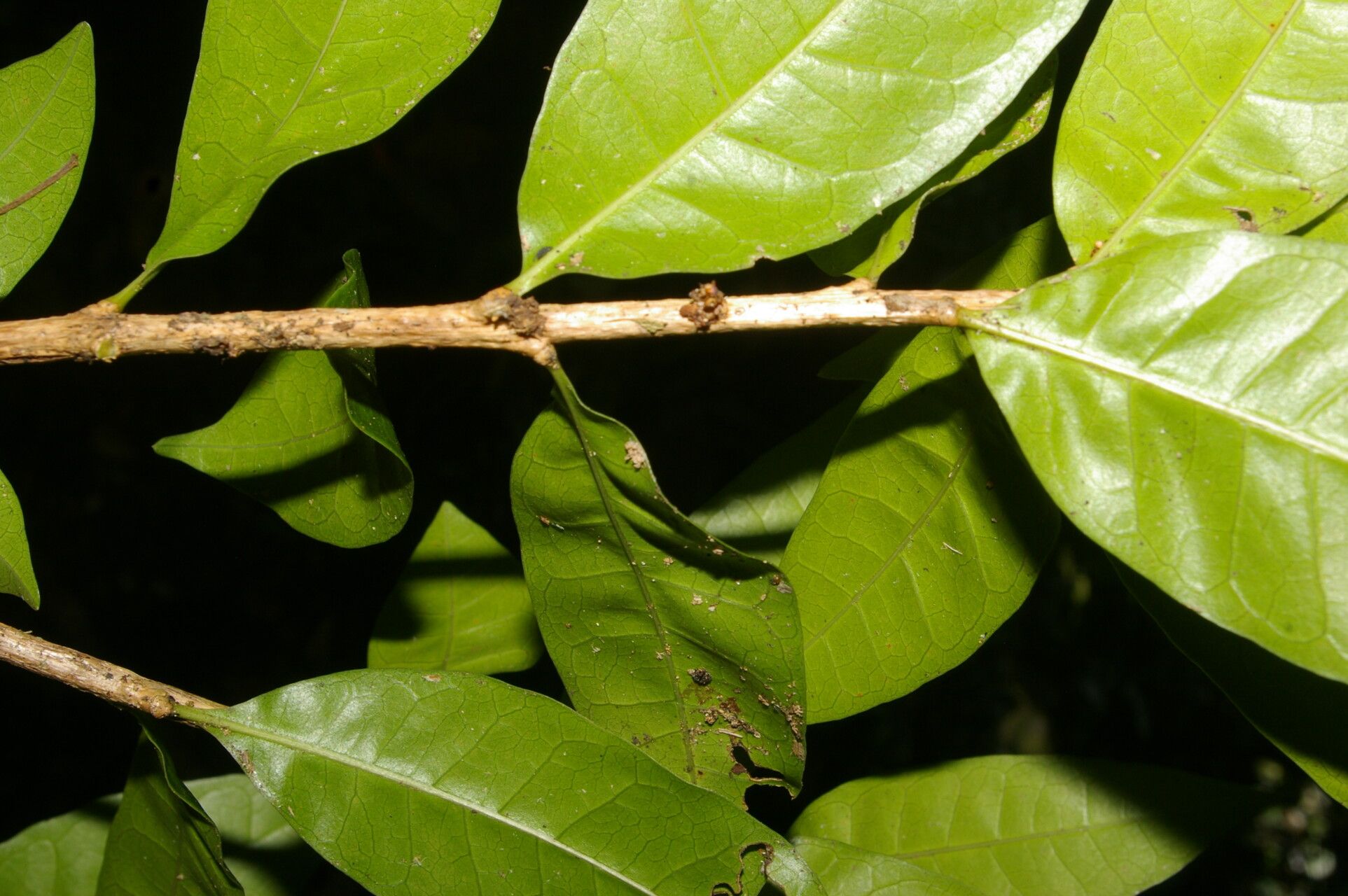 Amphitecna gentryi leaf