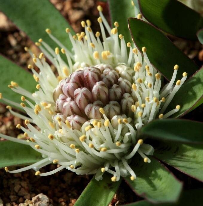 Lachenalia pusilla — houseplant care guide