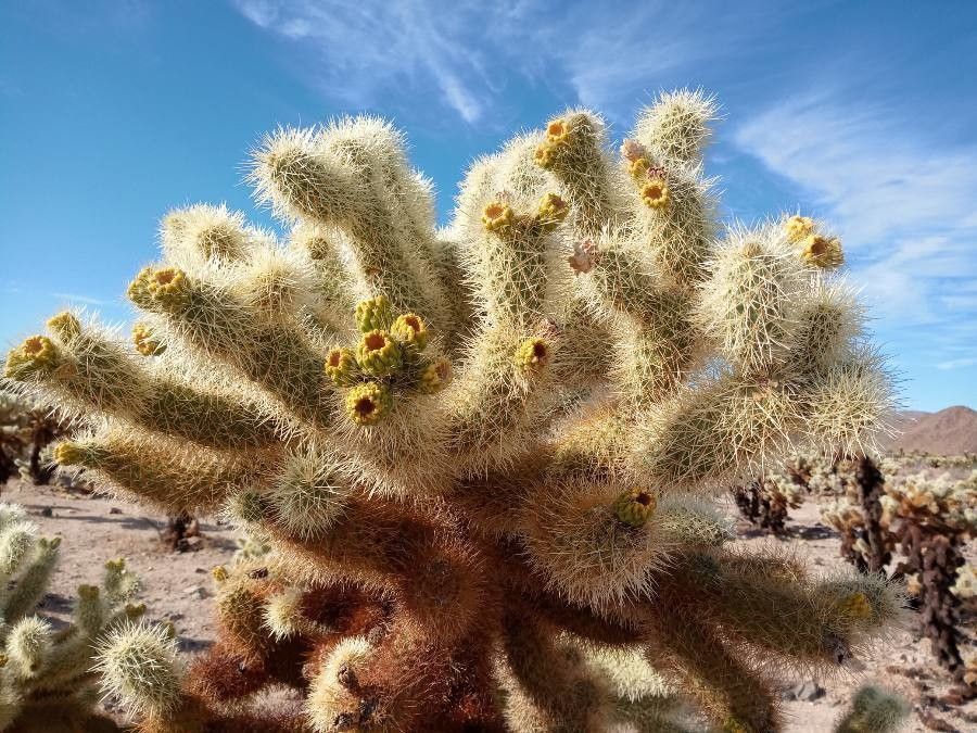 Cylindropuntia bigelovii flower