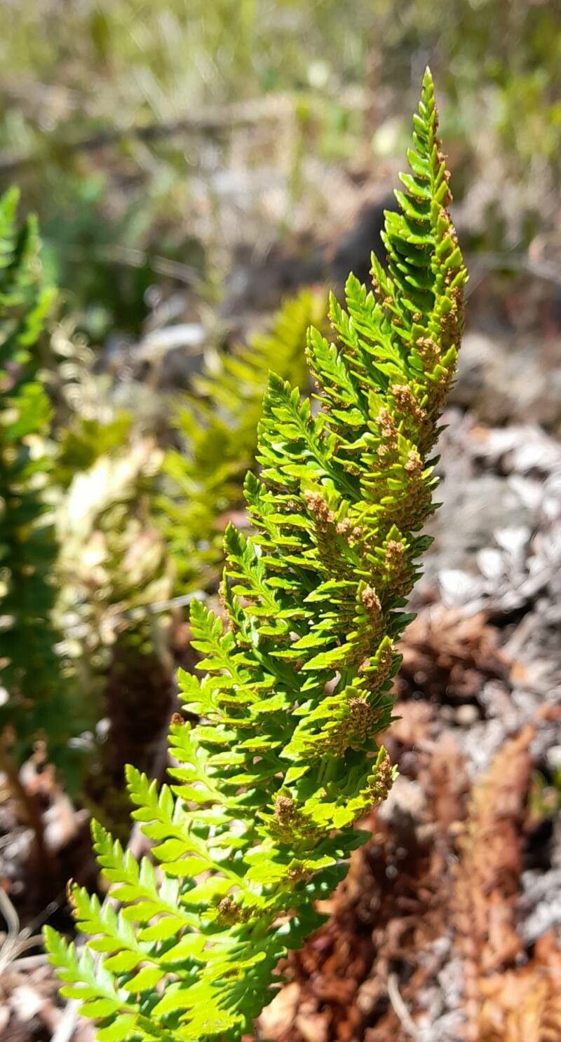 Polystichum plicatum — search result for 'Polystichum'