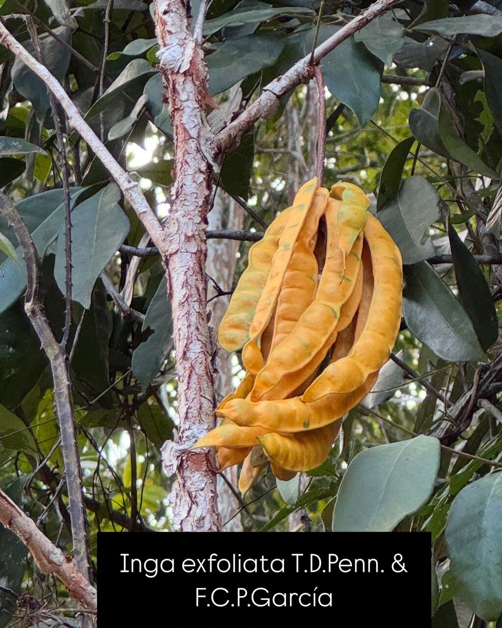 Inga exfoliata — houseplant care guide