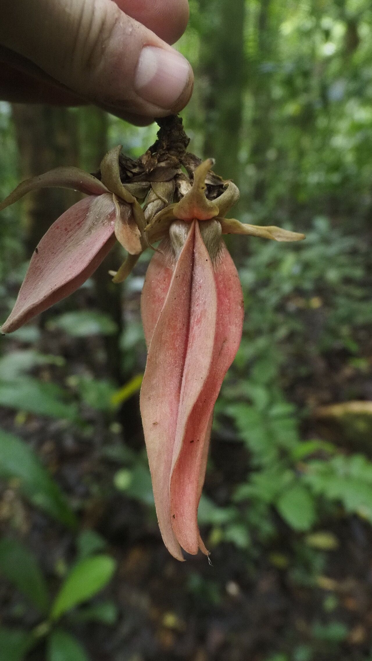 Piptostigma macranthum flower