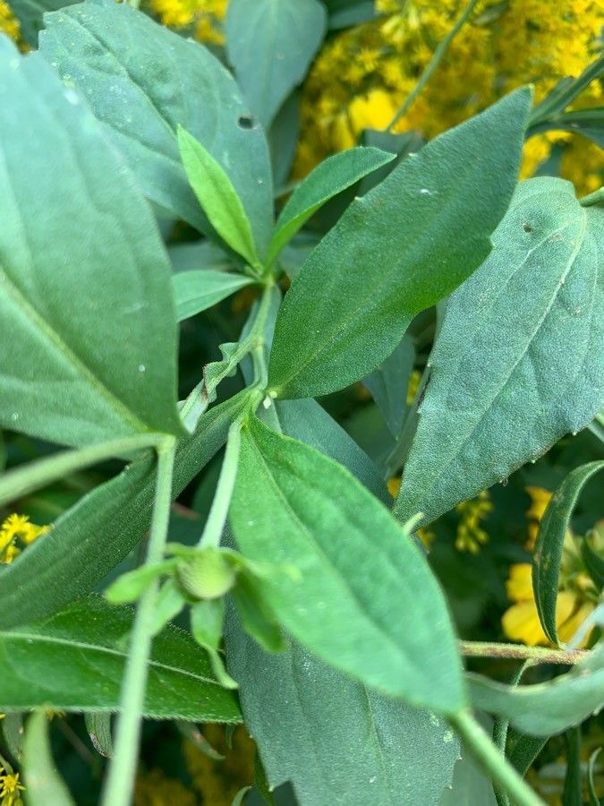 Helenium bigelovii leaf