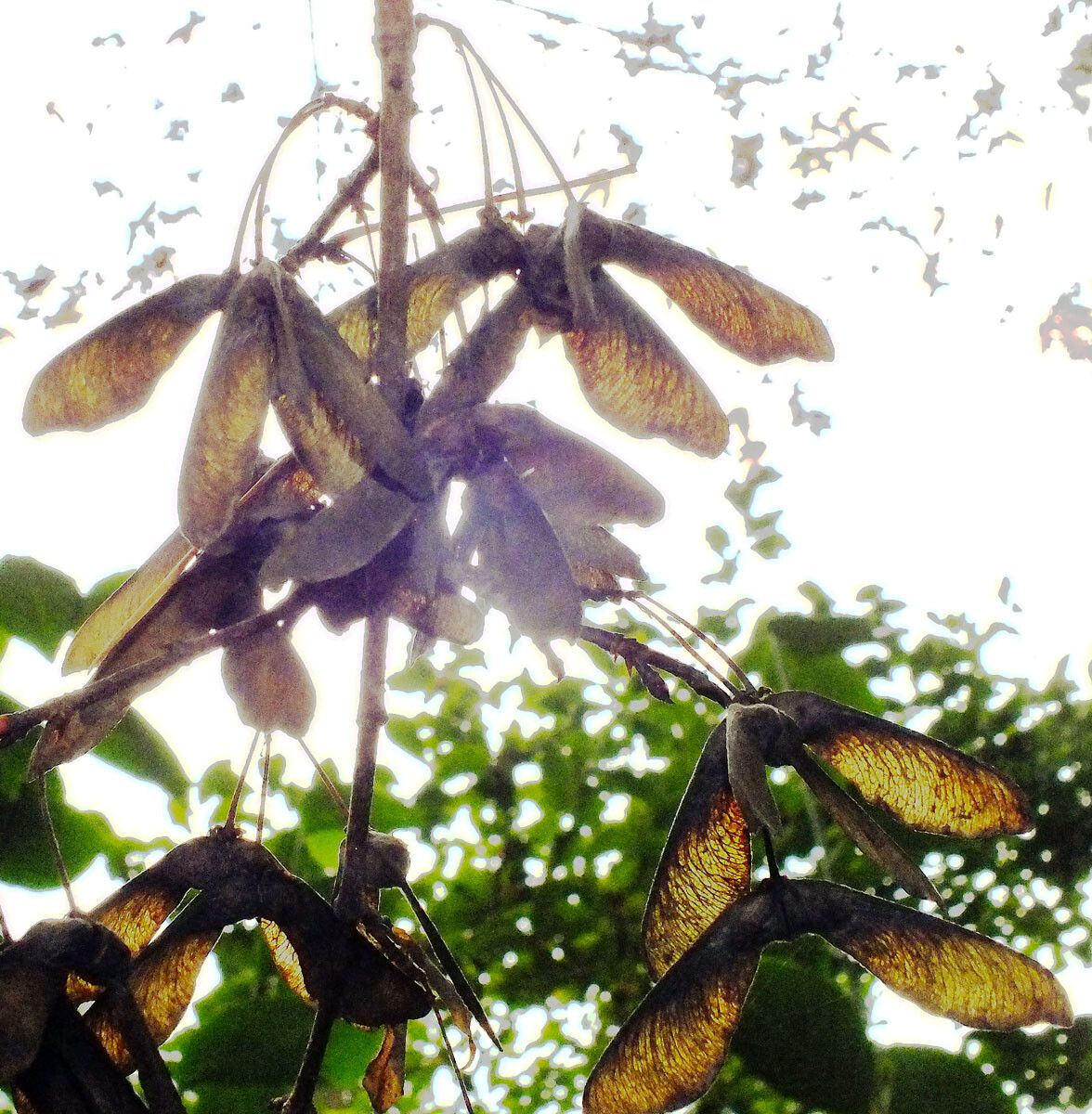 Acer mandshuricum fruit