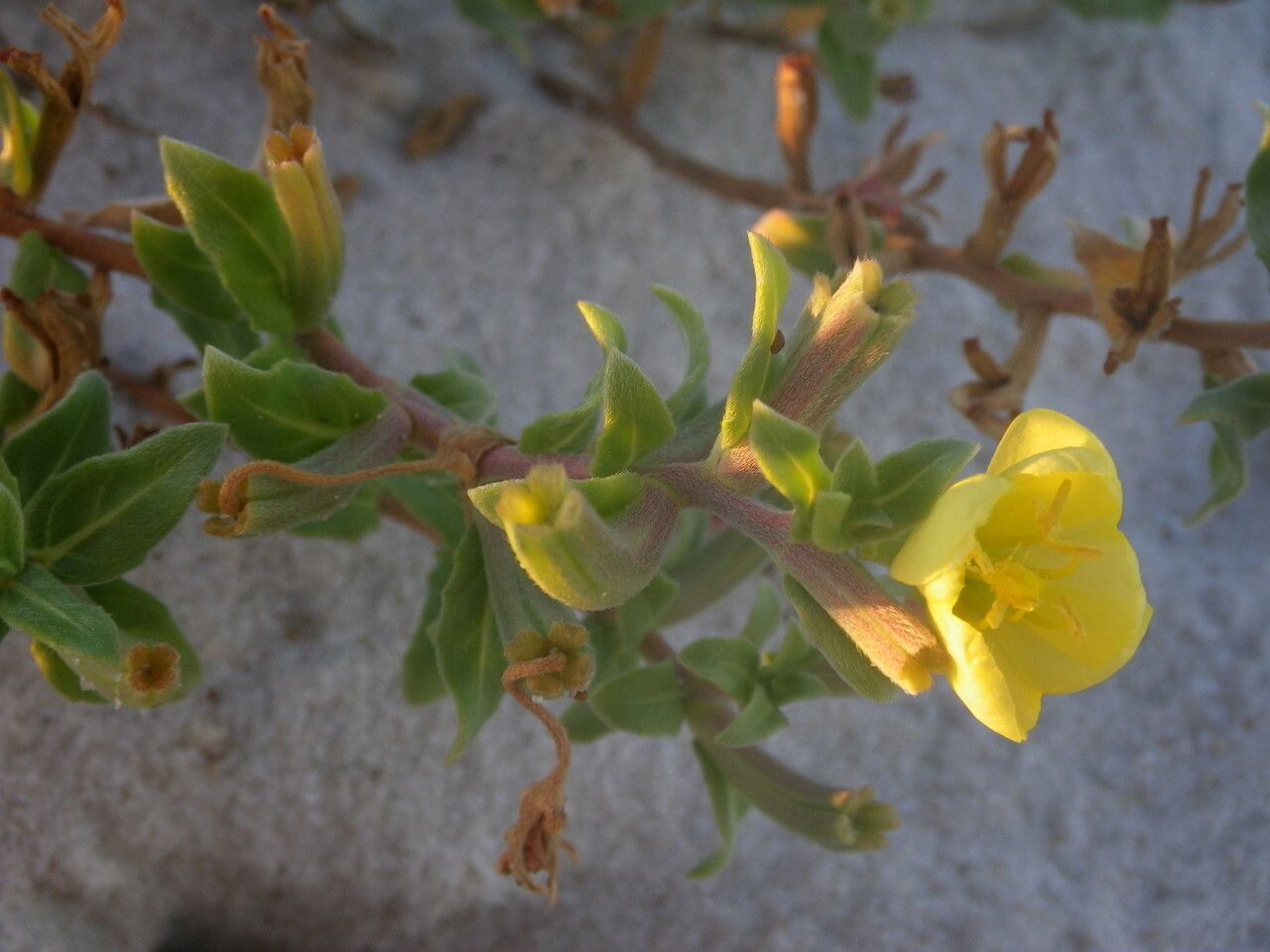 Oenothera humifusa fruit