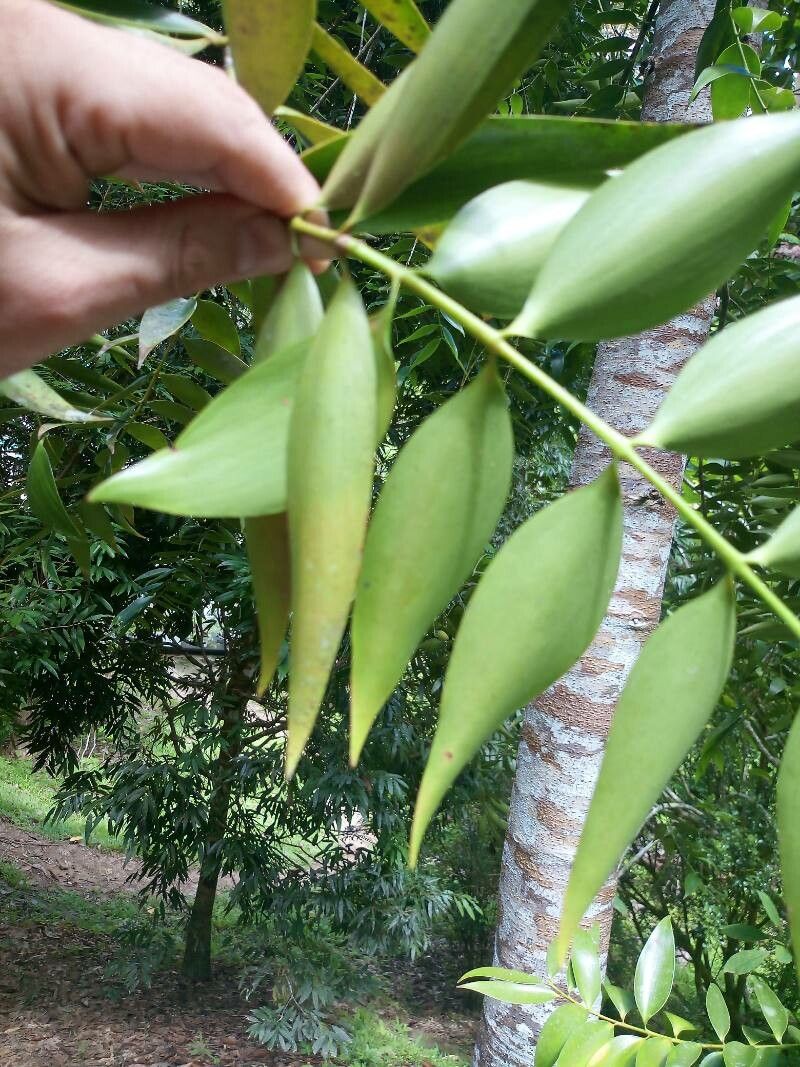 Agathis borneensis — search result for 'Araucariaceae'