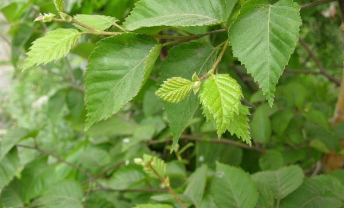 Betula ermanii leaf