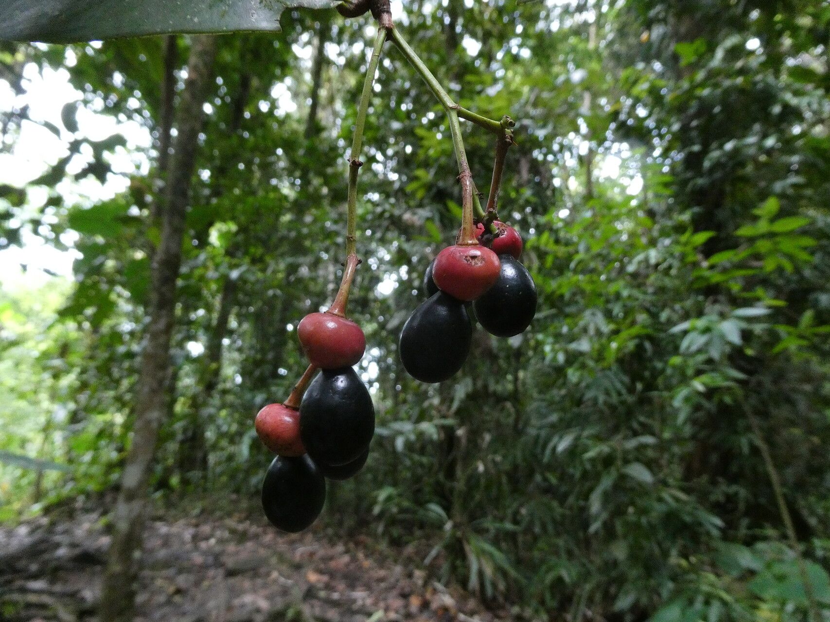 Ouratea longifolia fruit