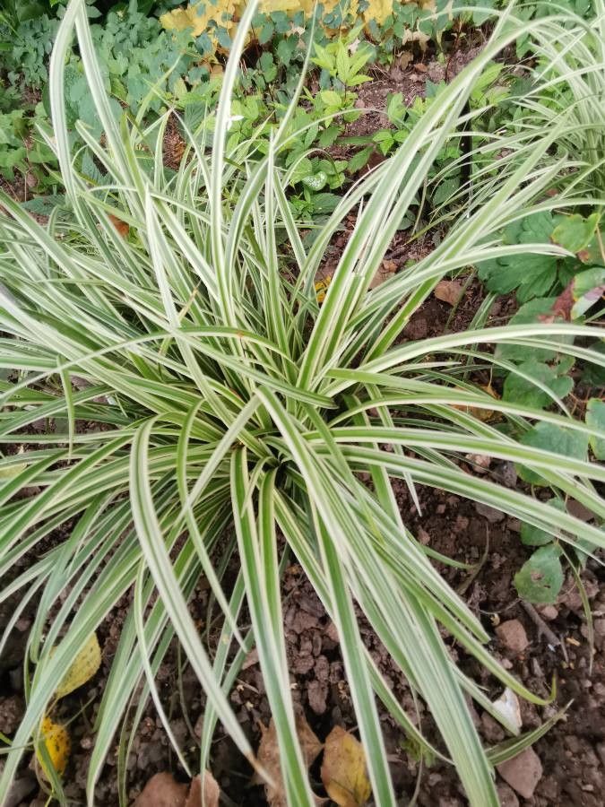 Carex oshimensis habit