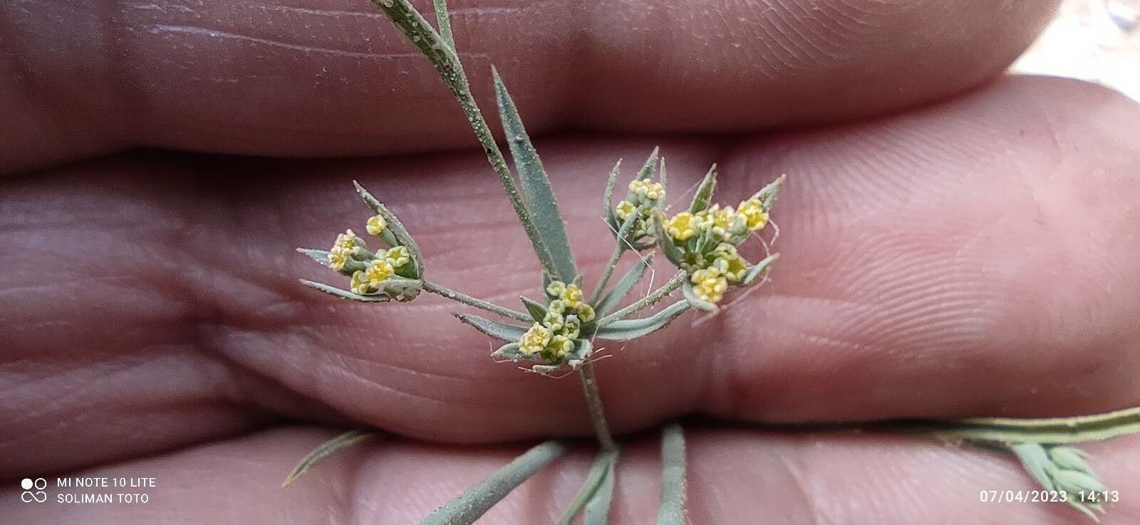 Bupleurum semicompositum flower