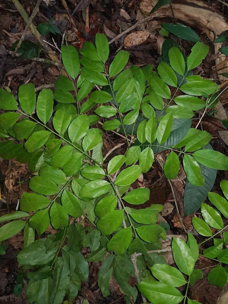 Styphnolobium sporadicum — related species from the same genus