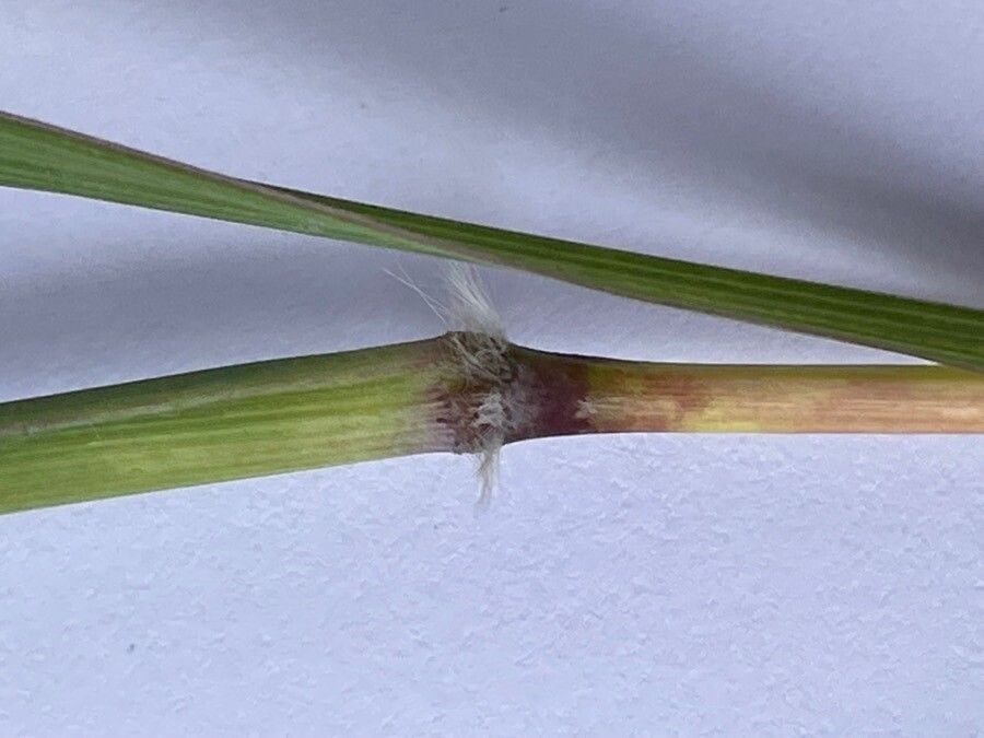 Bothriochloa insculpta — related species from the same genus