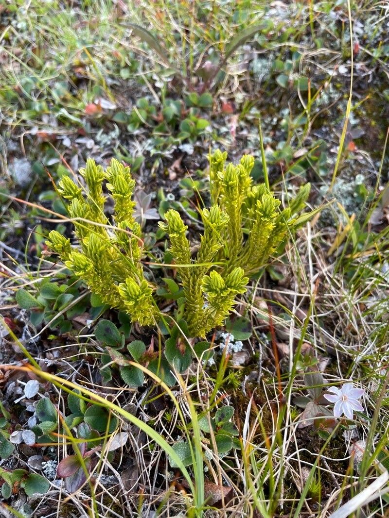 Huperzia arctica — related species from the same genus