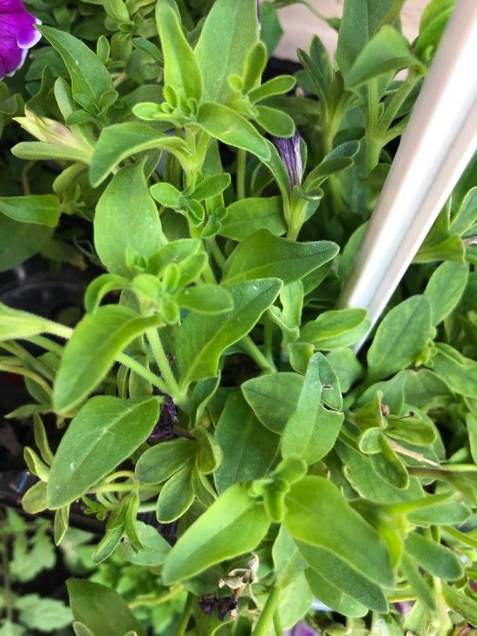 Petunia × atkinsiana