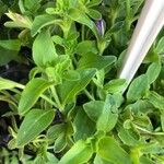 Petunia × atkinsiana