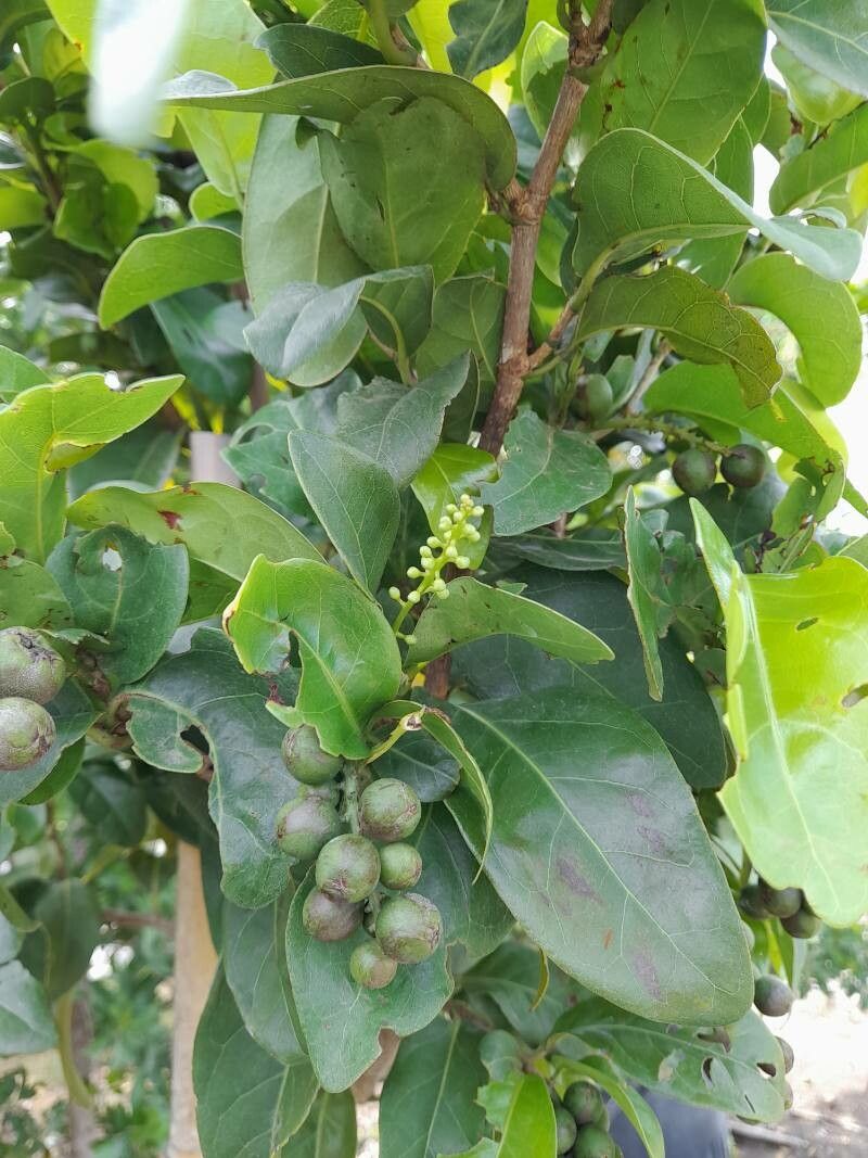 Coccoloba diversifolia other