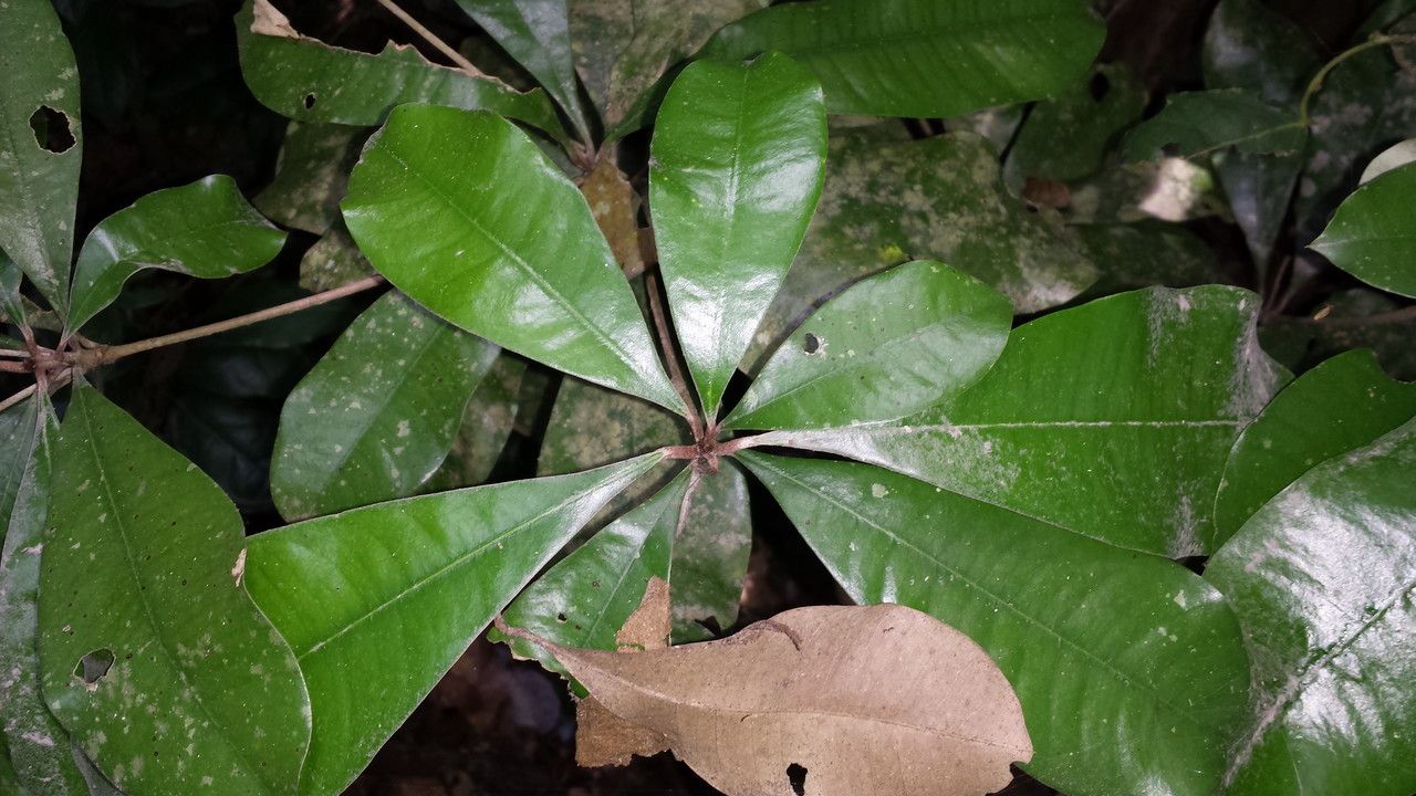 Englerophytum oblanceolatum leaf