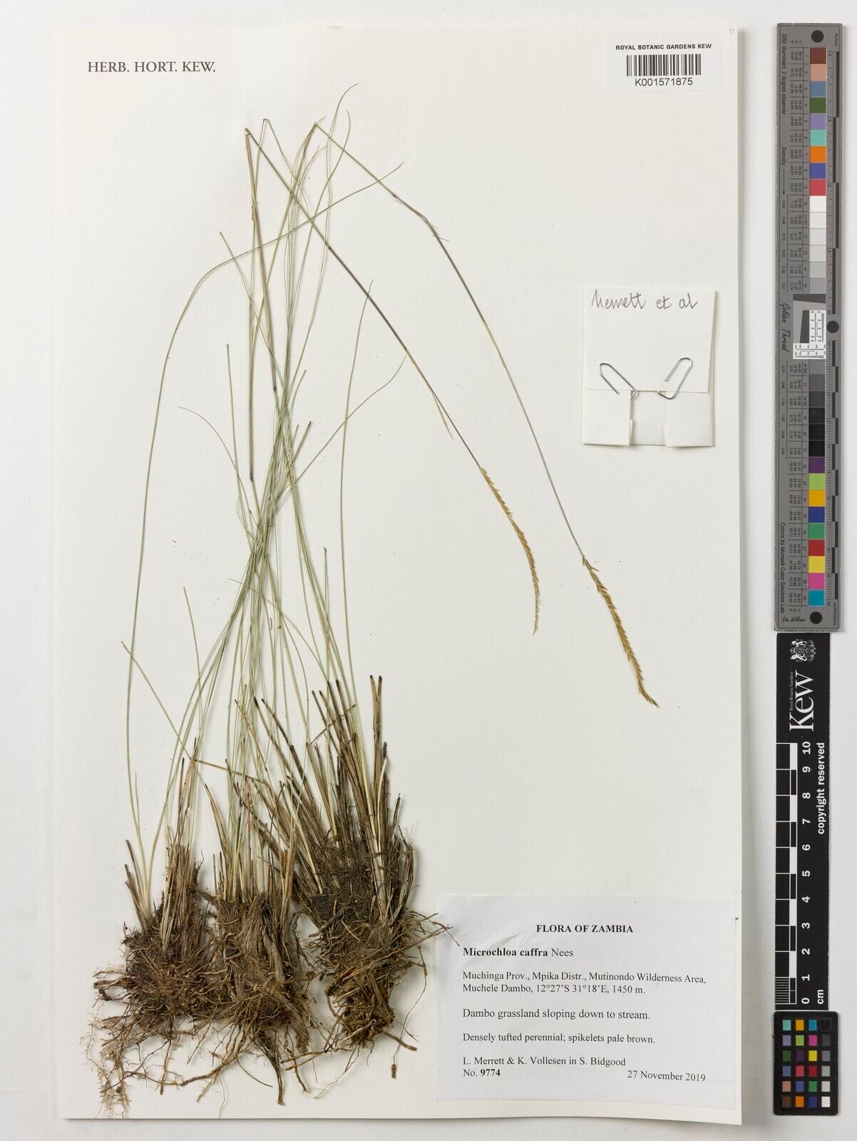 Microchloa caffra — related species from the same genus