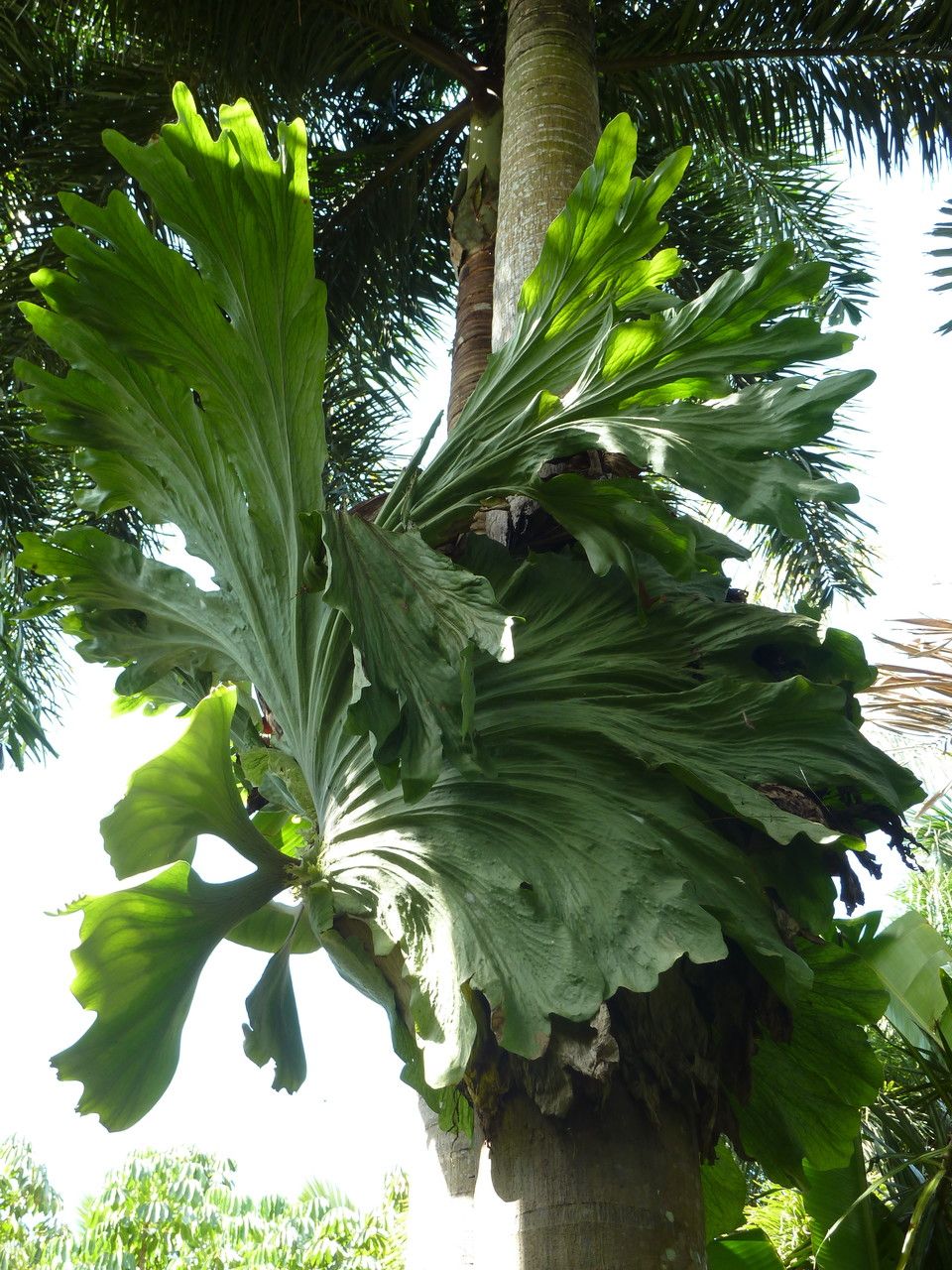 Platycerium holttumii habit