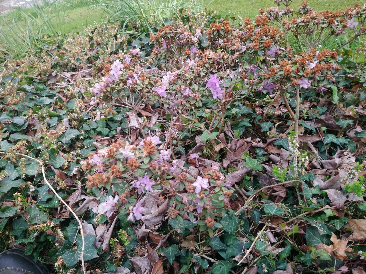 Rhododendron calostrotum habit