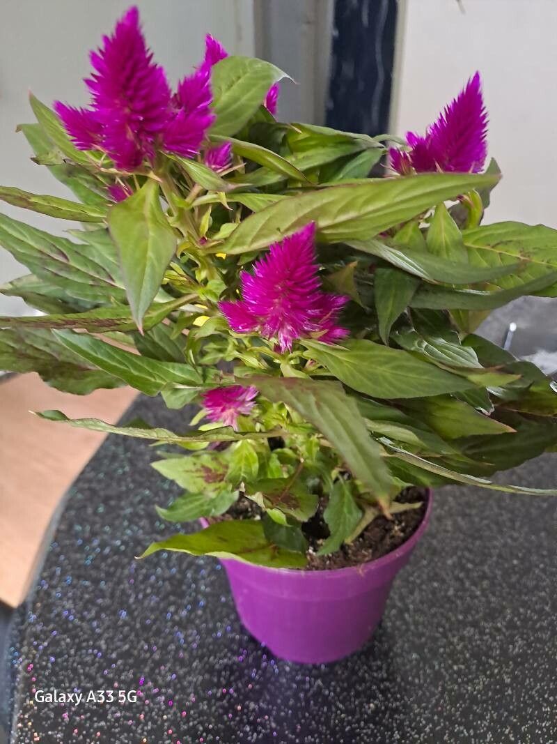 Celosia elegantissima — houseplant care guide