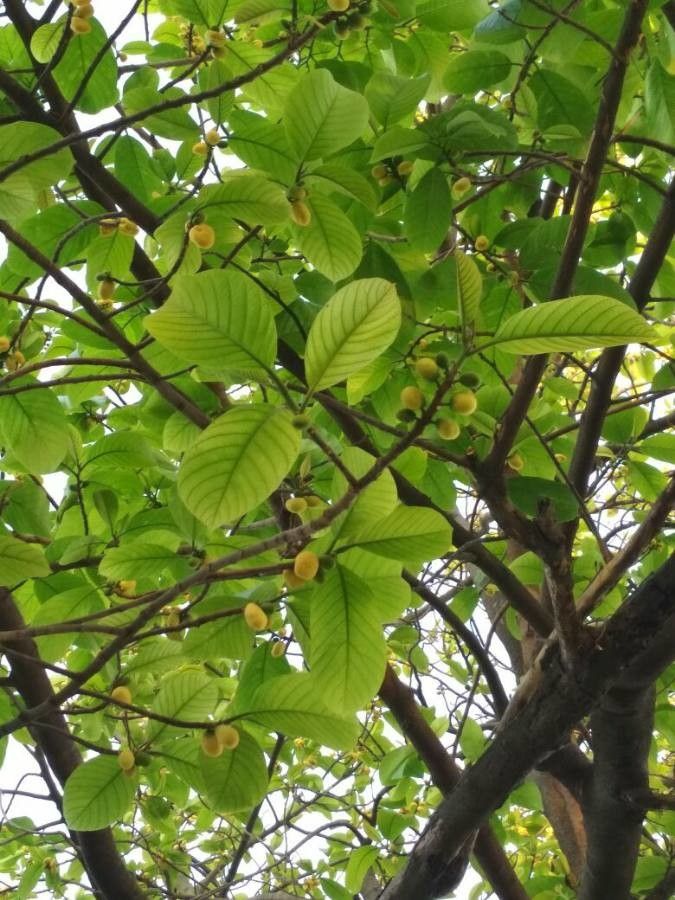 Artocarpus lacucha fruit