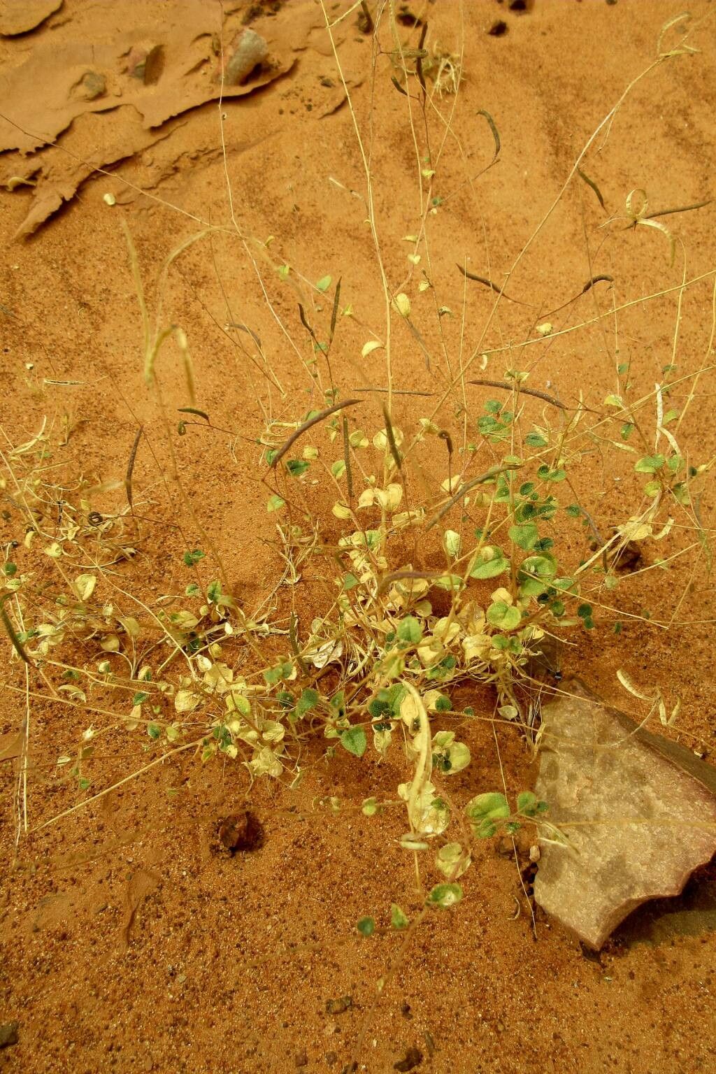 Cleome scaposa habit