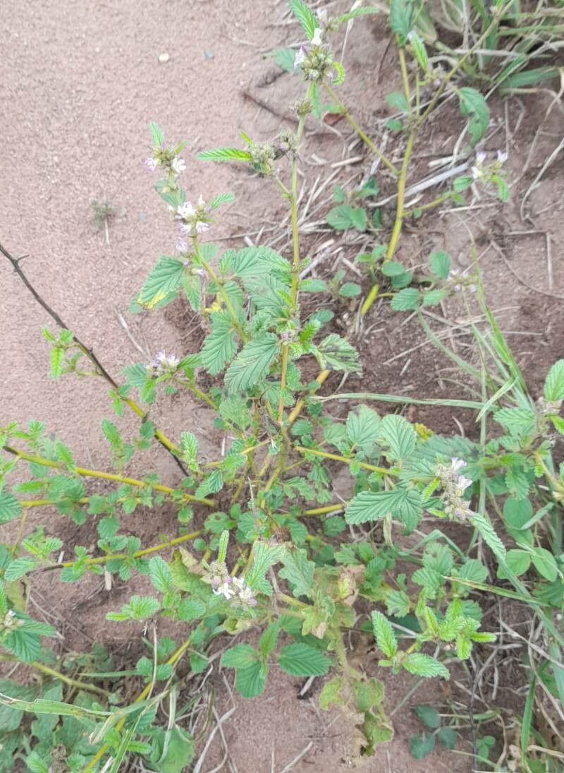 Melochia anomala habit