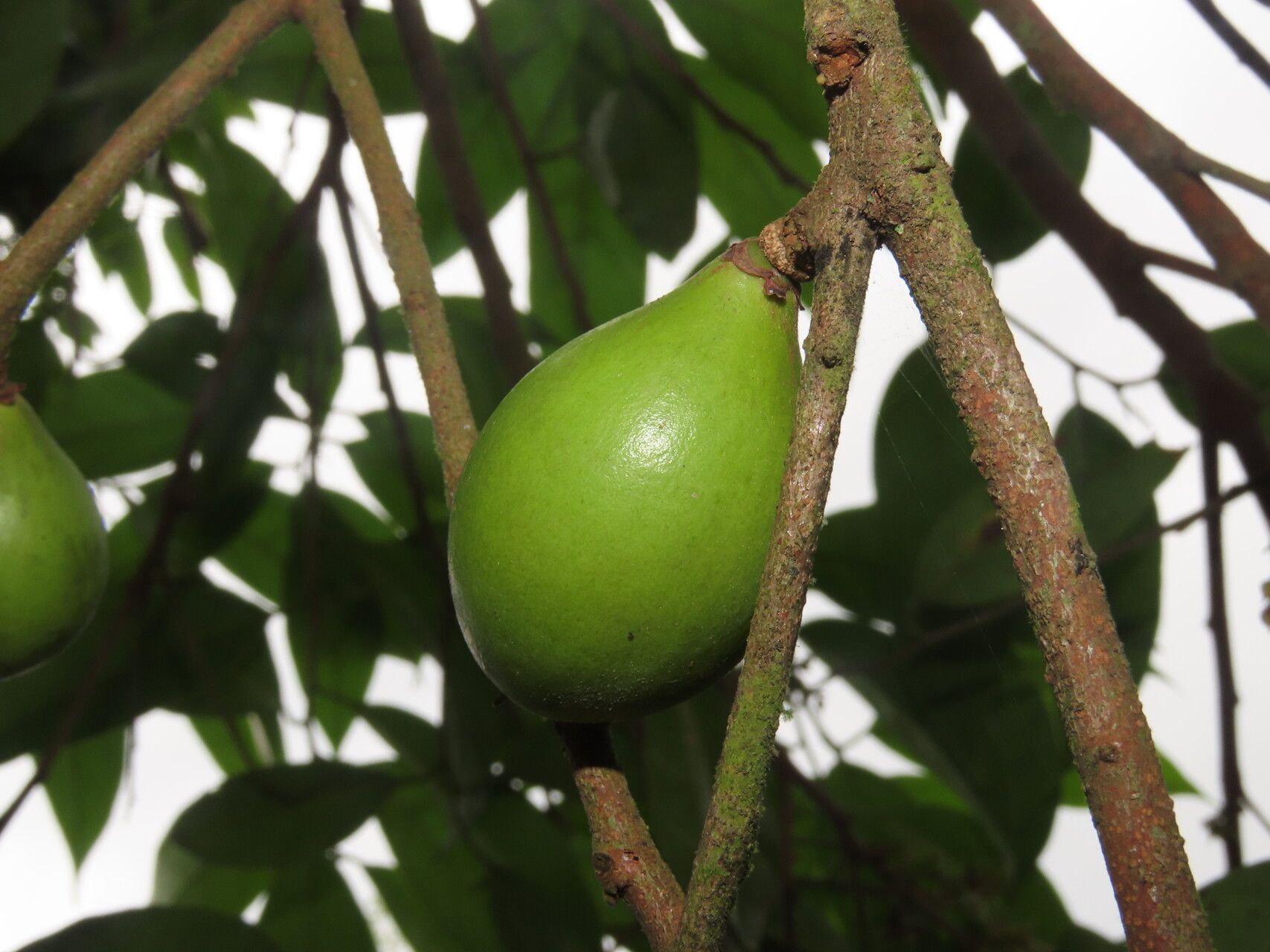 Pouteria izabalensis fruit