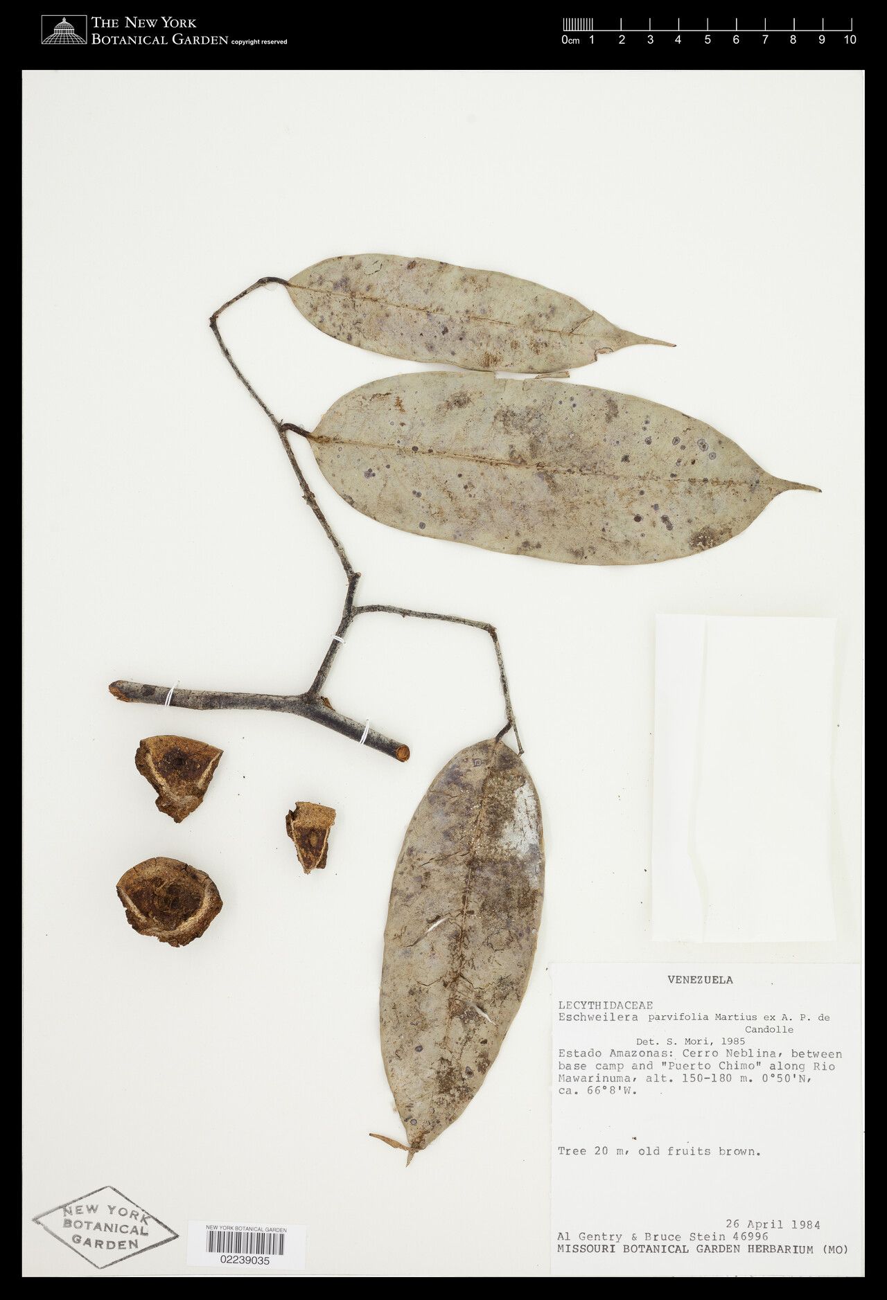 Eschweilera parvifolia fruit