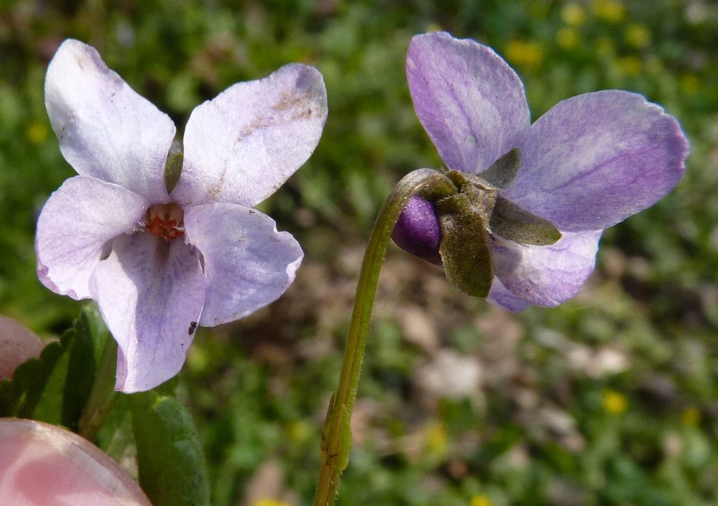 Viola × scabra flower