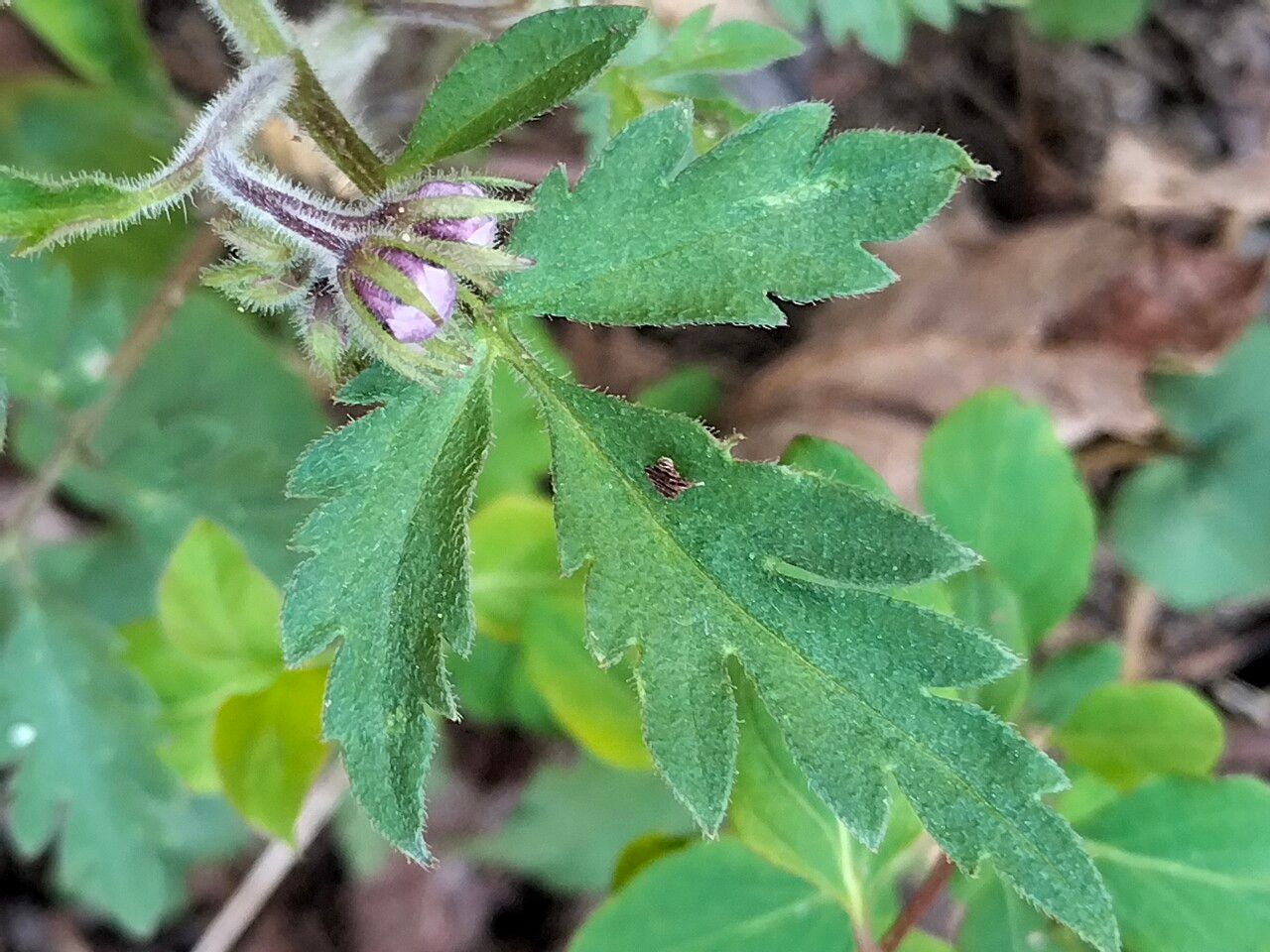 Phacelia bipinnatifida