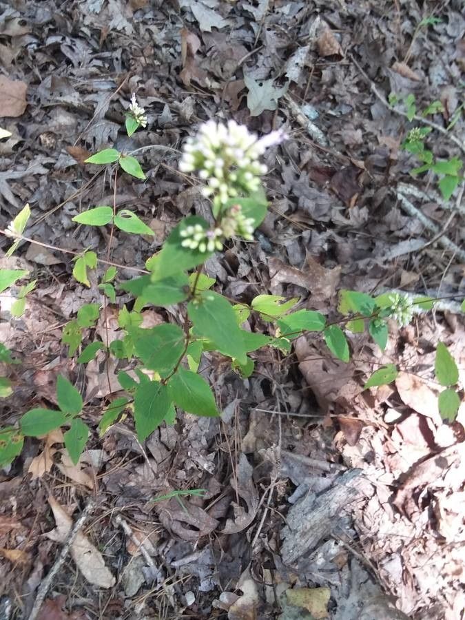 Cunila origanoides leaf