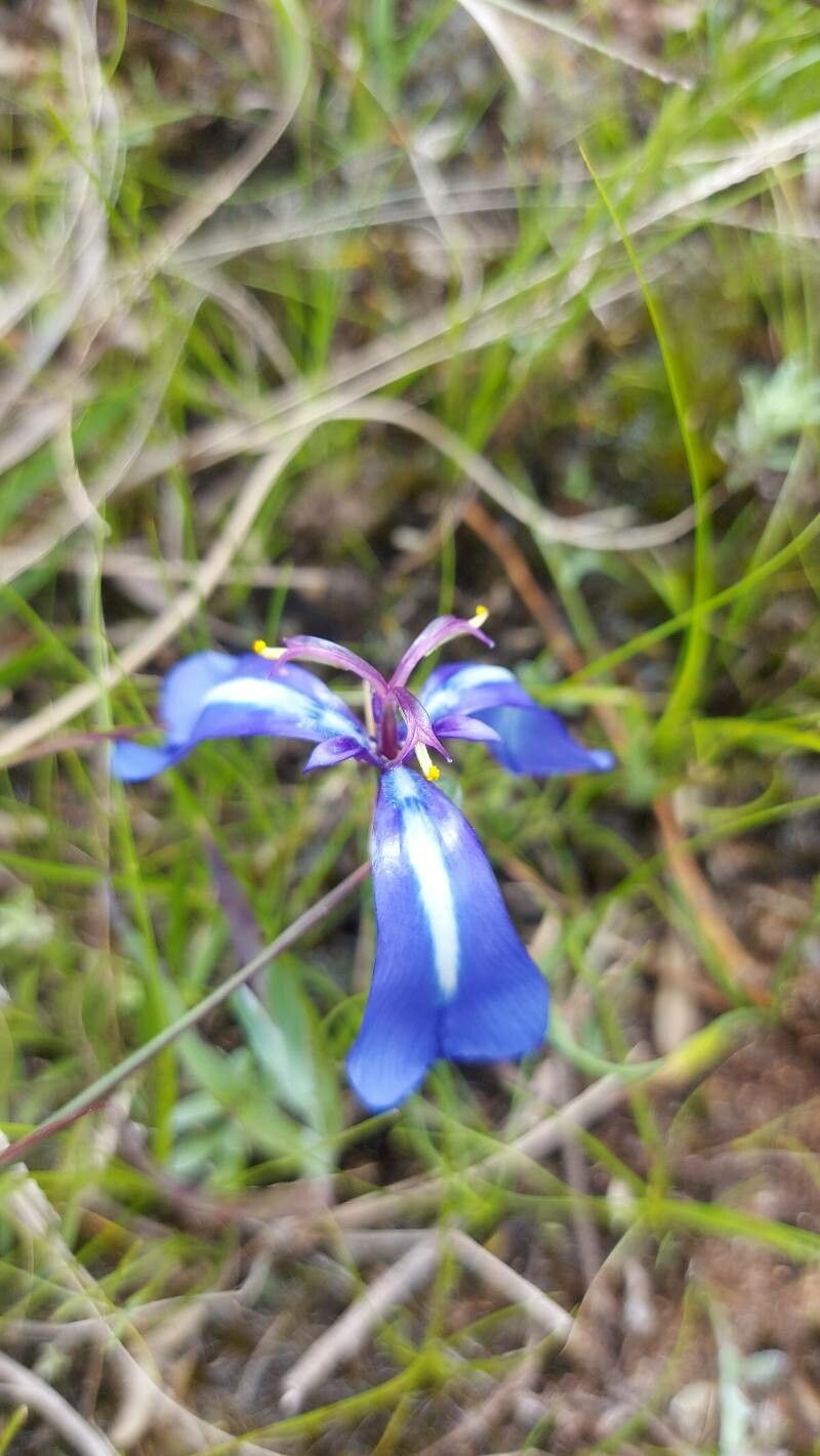 Herbertia pulchella flower
