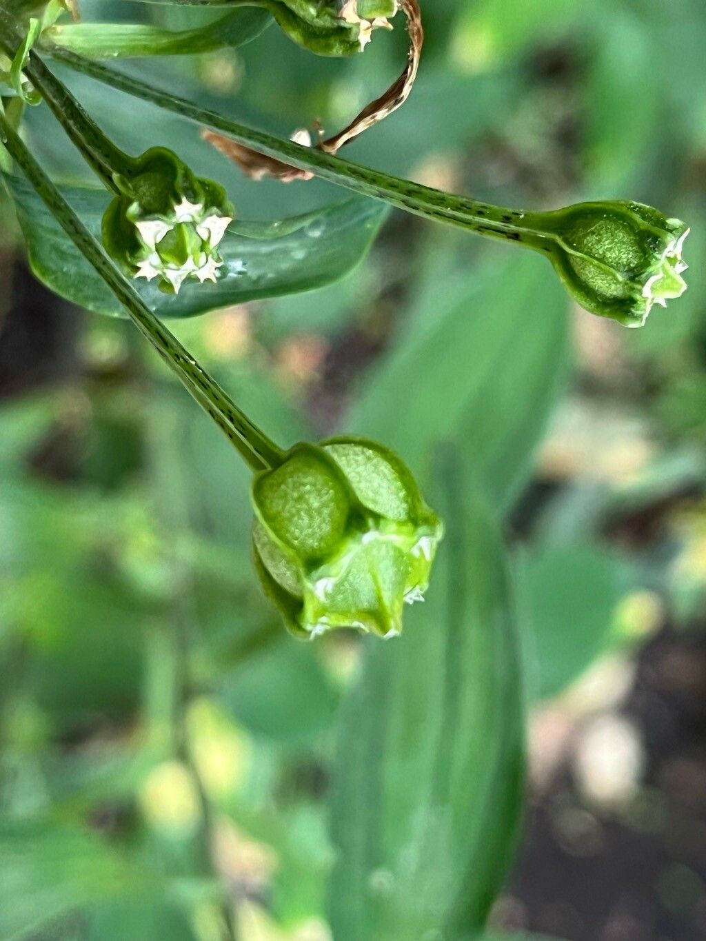 Alstroemeria pelegrina fruit