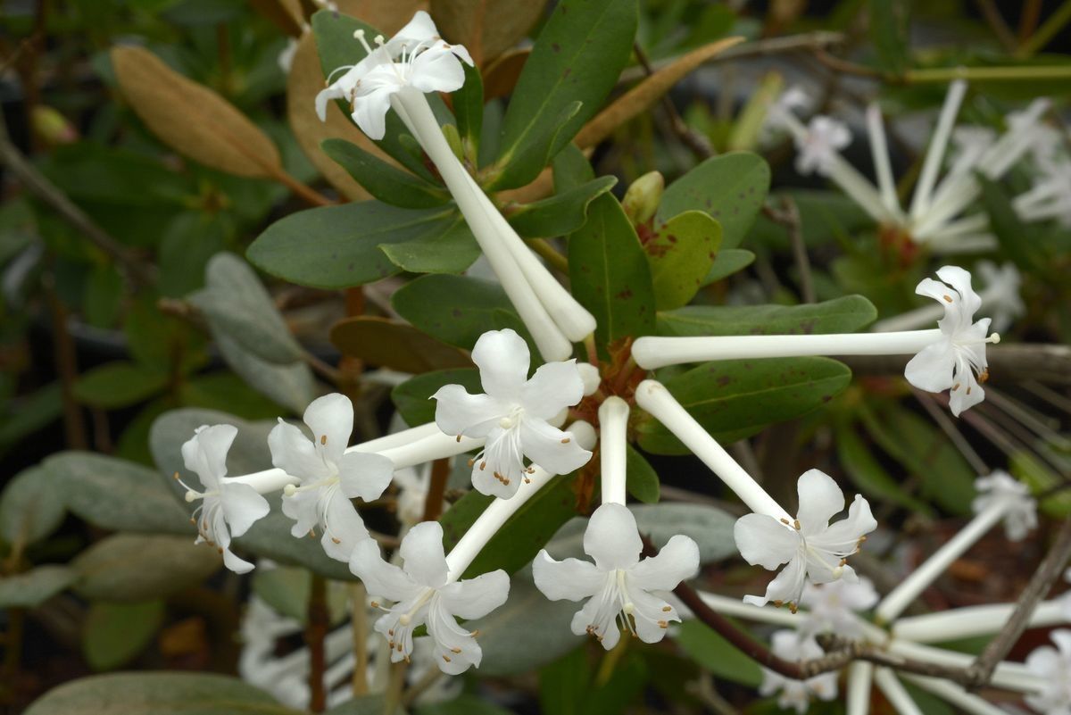Rhododendron radians flower