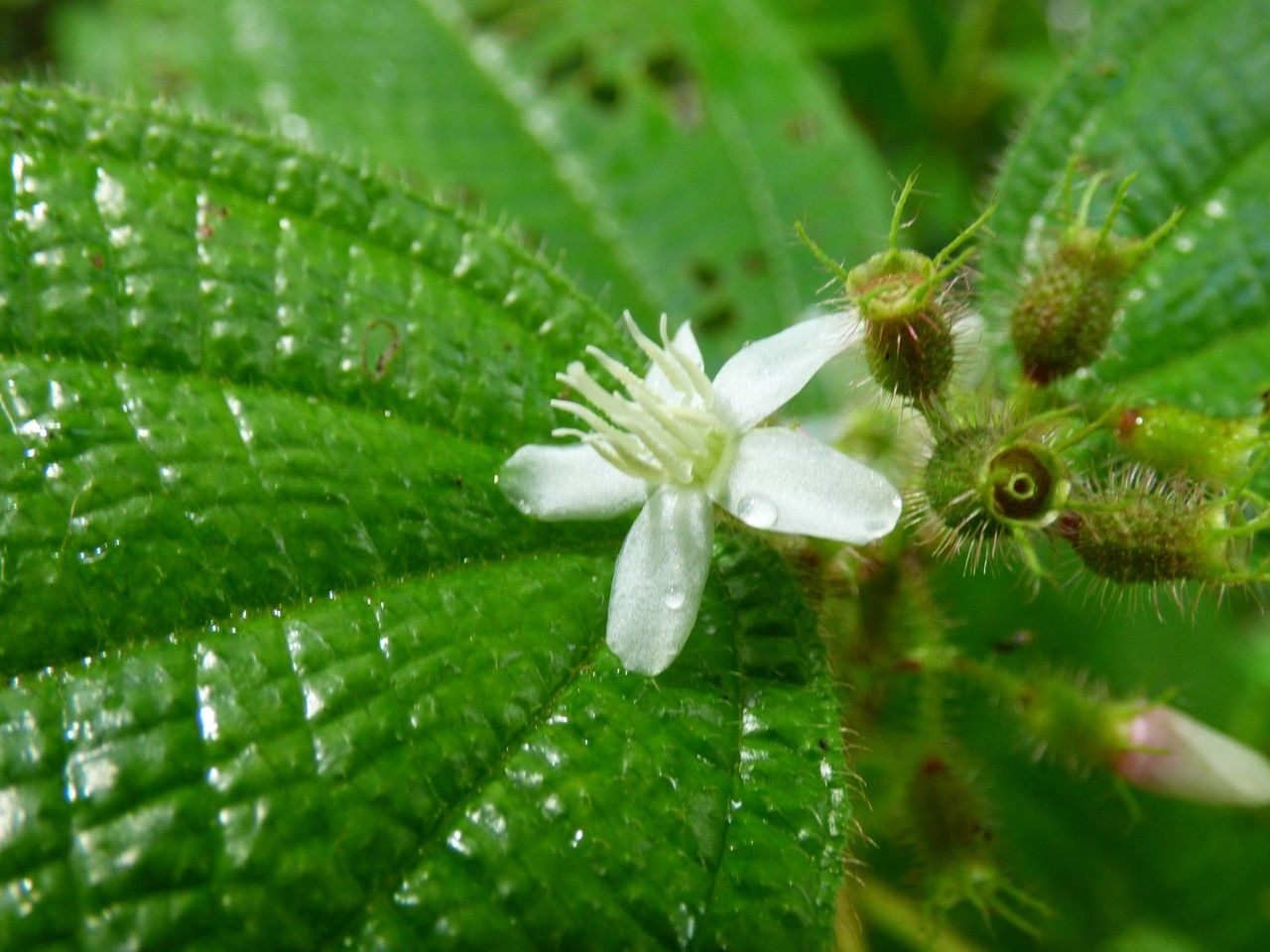 Clidemia hirta flower