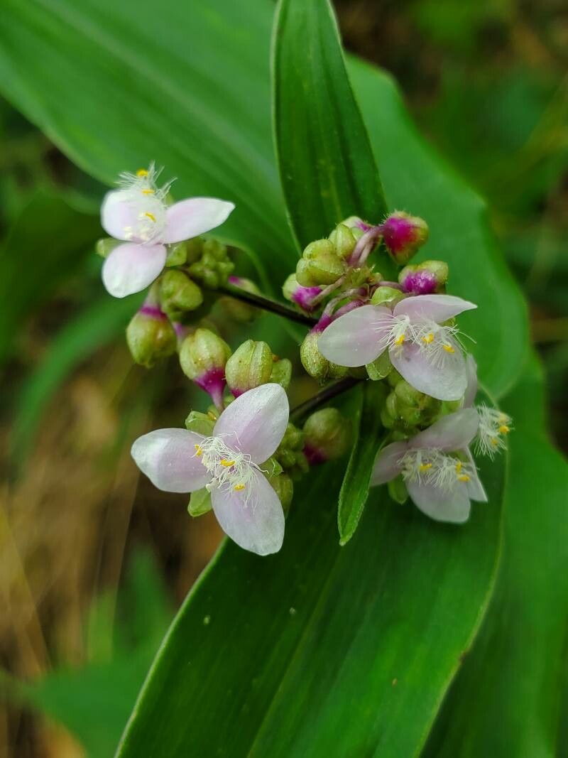 Callisia serrulata flower