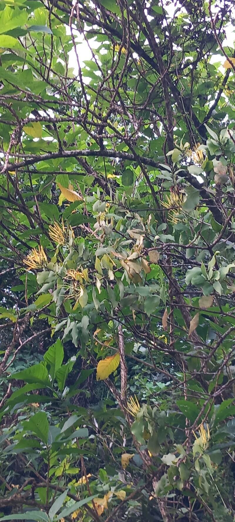 Psittacanthus martinicensis flower