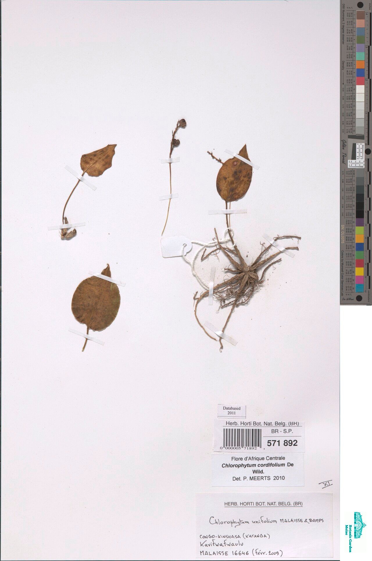 Chlorophytum cordifolium — search result for 'Chlorophytum'