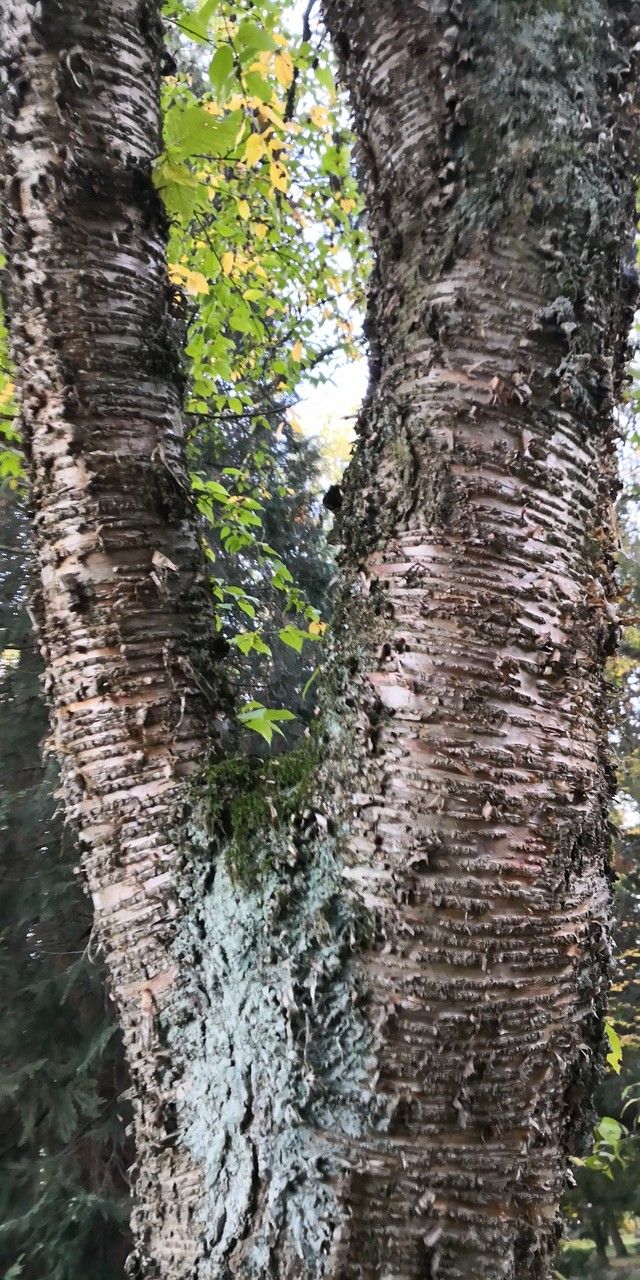 Betula grossa bark