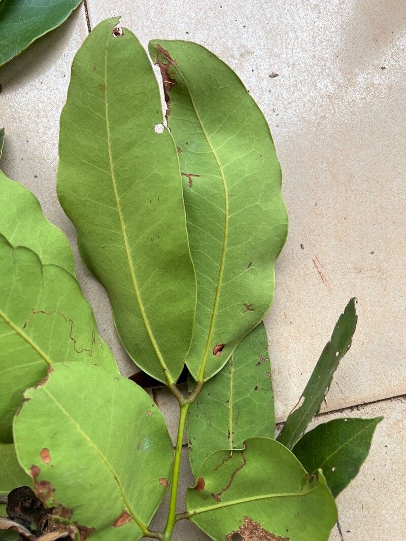 Baikiaea insignis — related species from the same genus