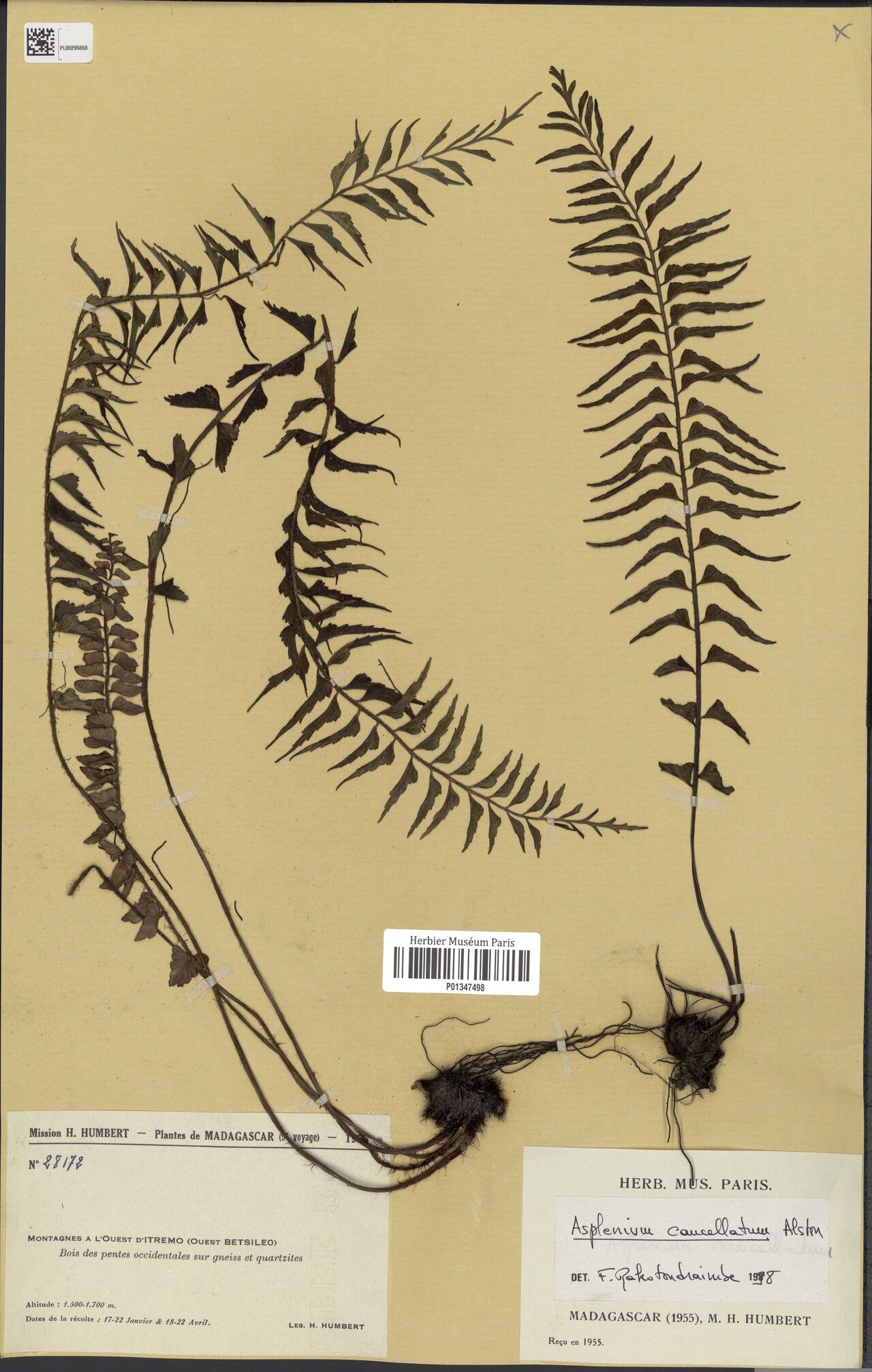 Asplenium itremoense — houseplant care guide