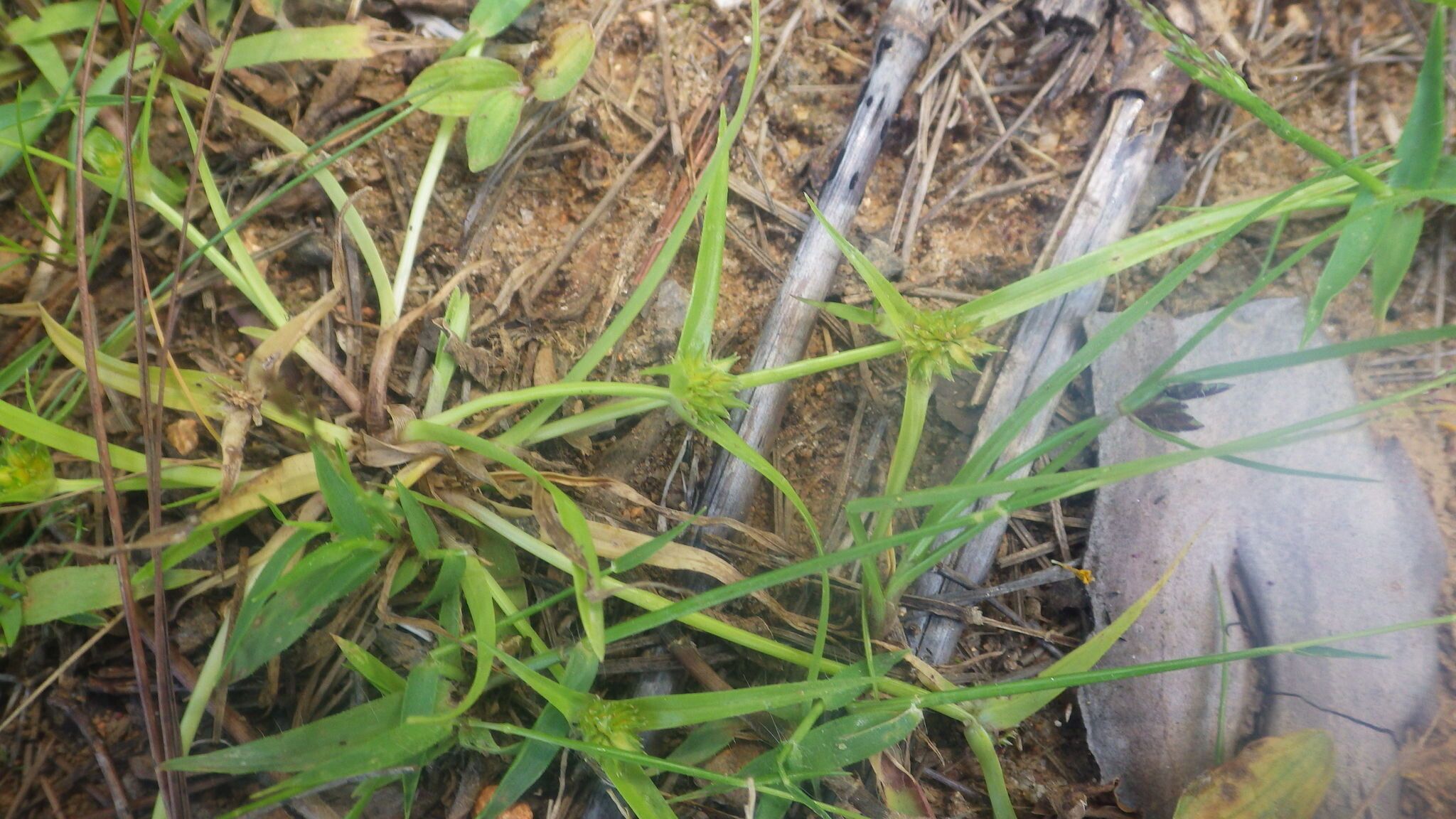 Cyperus auratus habit