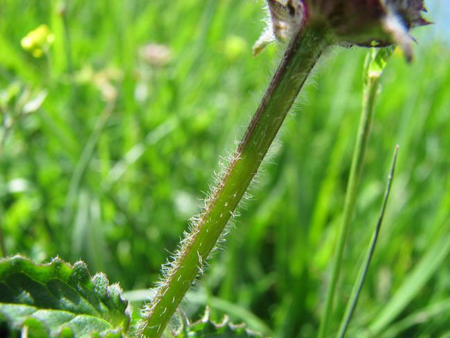 Prunella hastifolia bark
