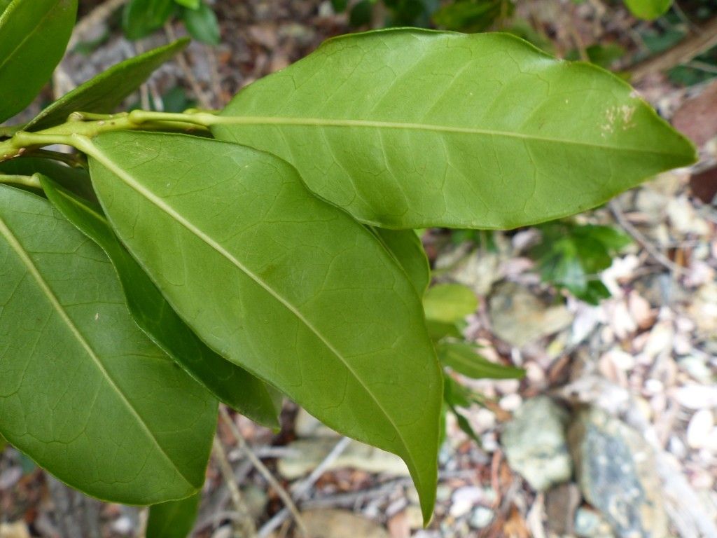 Euodia tietaensis leaf