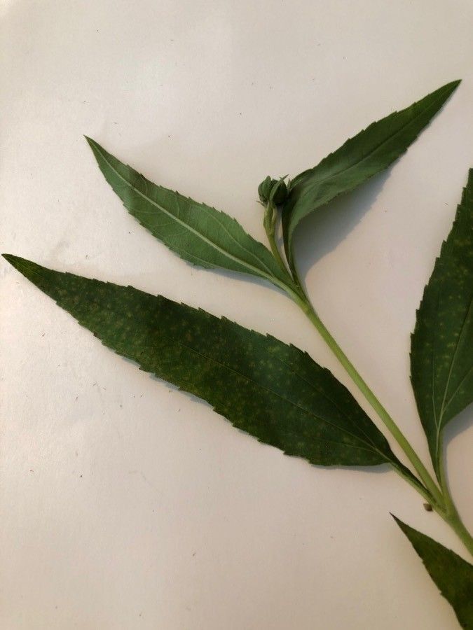 Helianthus hirsutus — houseplant care guide