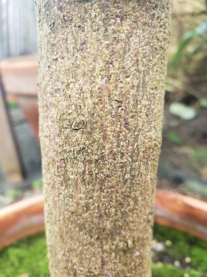 Neolitsea cassia bark