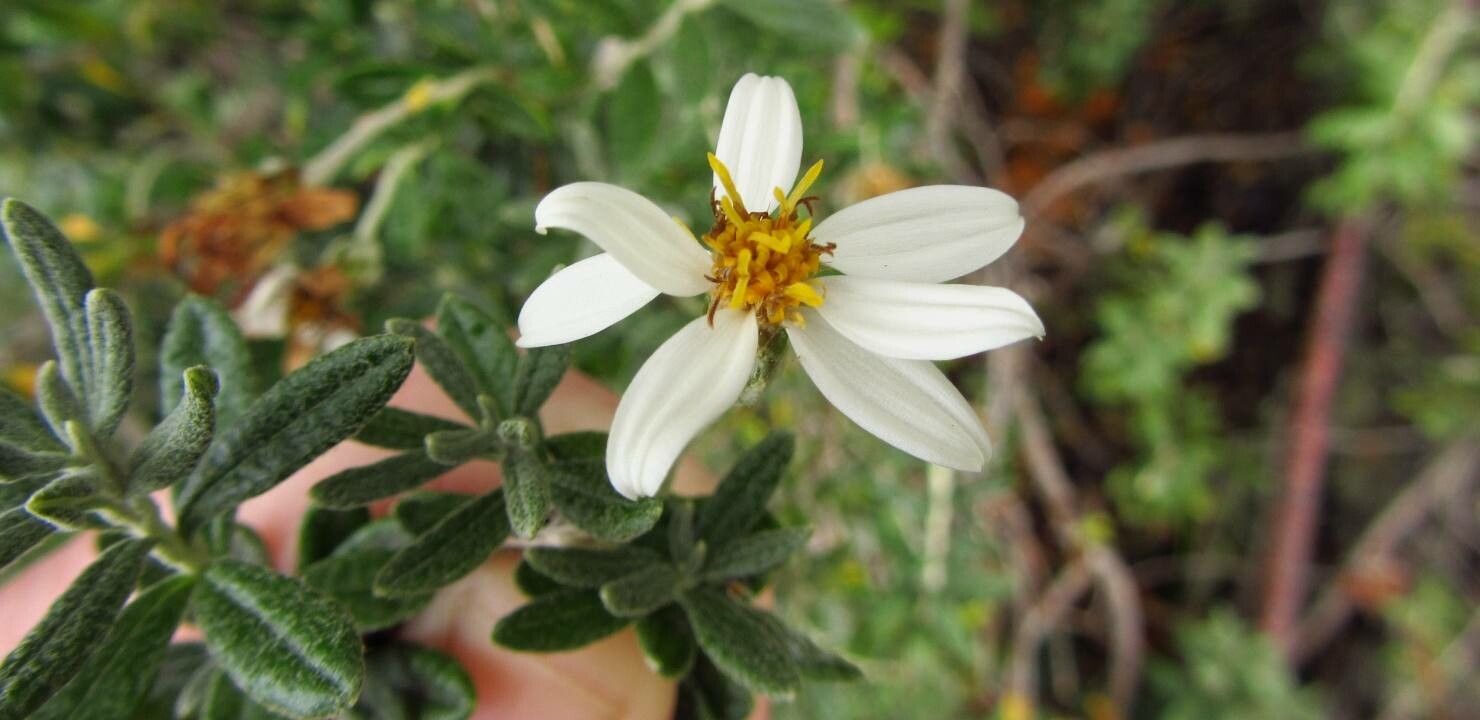 Chiliotrichum diffusum flower