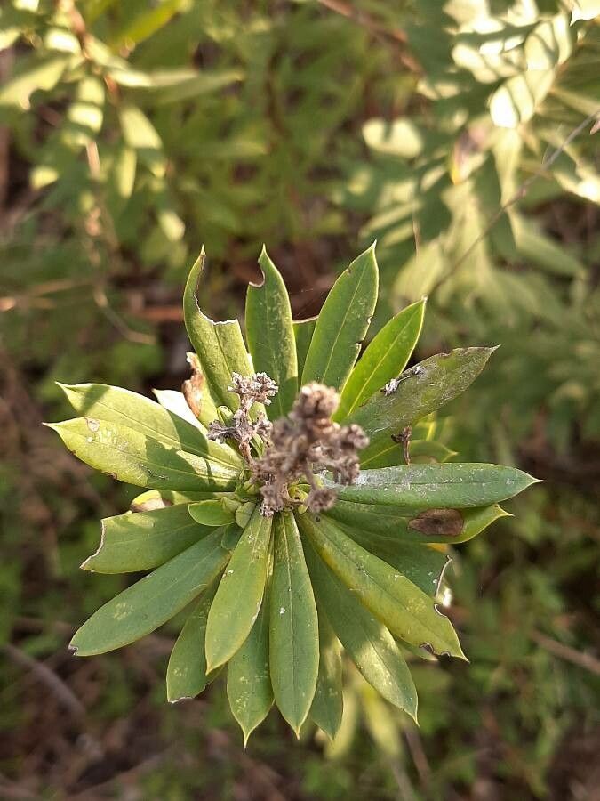 Daphne gnidium — search result for 'Daphne'